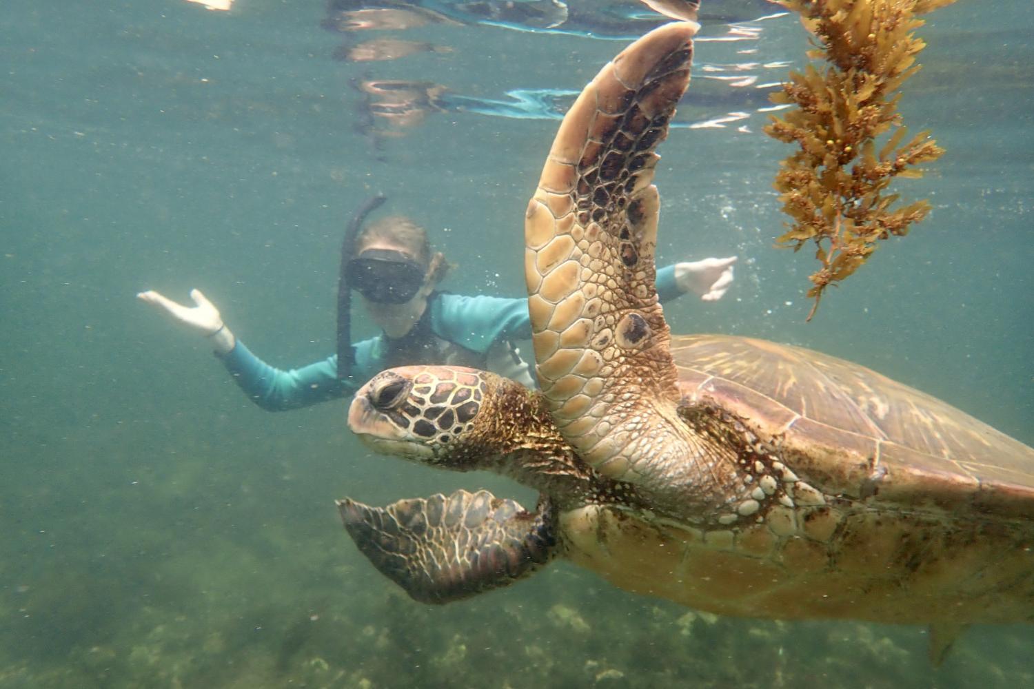 一名<a href='http://ilyp.ngskmc-eis.net'>全球十大赌钱排行app</a>学生在Galápagos群岛游学途中与一只巨龟游泳.